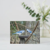 Carte Postale Une paire de geais bleus à la station d'alimentati (Debout devant)