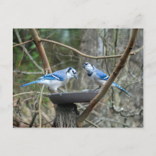 Carte Postale Une paire de geais bleus à la station d'alimentati