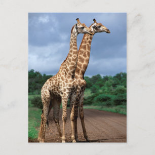 Carte Postale Une paire de girafes sur la route, Kruger National