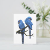 Carte Postale Une paire de macaws Hyacinth (Debout devant)