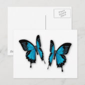 Carte Postale Une paire de papillons bleus tropicaux (Devant / Derrière)