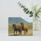 Carte Postale Une paire de poneys islandais Brown (Debout devant)