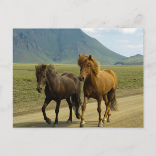 Carte Postale Une paire de poneys islandais Brown