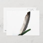 Carte Postale Une plume (Devant / Derrière)