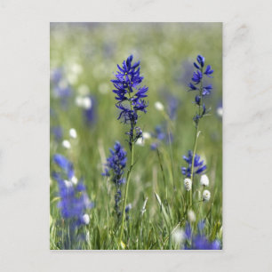 Carte Postale Une prairie de montagne avec des fleurs sauvages c