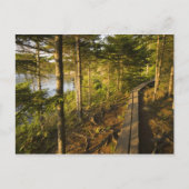 Carte Postale Une promenade en bois dans le parc national Acadia (Devant)