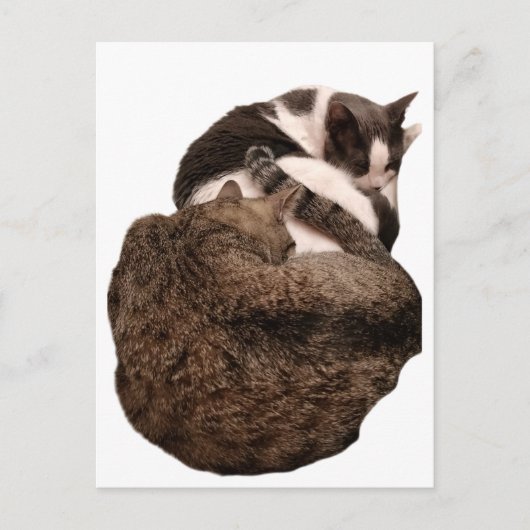 Carte Postale Une queue de deux (Devant)