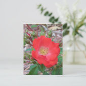 Carte Postale Une rose ouverte simple de couleur saumon (Debout devant)
