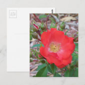 Carte Postale Une rose ouverte simple de couleur saumon (Devant / Derrière)