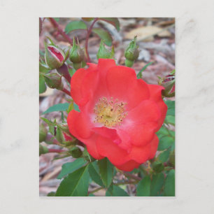 Carte Postale Une rose ouverte simple de couleur saumon