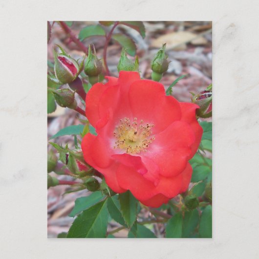 Carte Postale Une rose ouverte simple de couleur saumon (Devant)