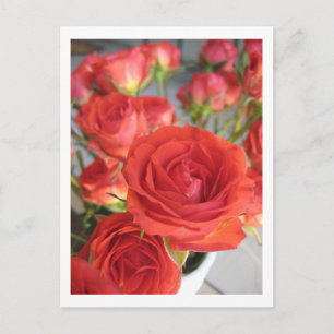 Carte Postale une rose rouge