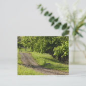 Carte Postale Une route agricole à Ipswich, Massachusetts. (Debout devant)