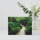 Carte Postale Une route au milieu de la forêt sauvage (Debout devant)
