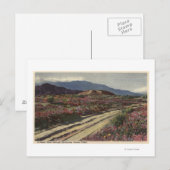 Carte Postale Une route désertique à travers les champs de fleur (Devant / Derrière)