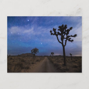 Carte Postale Une route du désert et des arbres Joshua à la nuit
