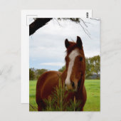 Carte Postale "Une ruche de la nature : un cheval de châtaignier (Devant / Derrière)