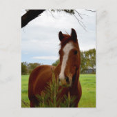 Carte Postale "Une ruche de la nature : un cheval de châtaignier (Devant)