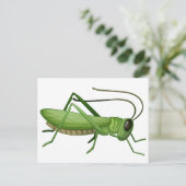 Carte Postale Une sauterelle (Debout devant)
