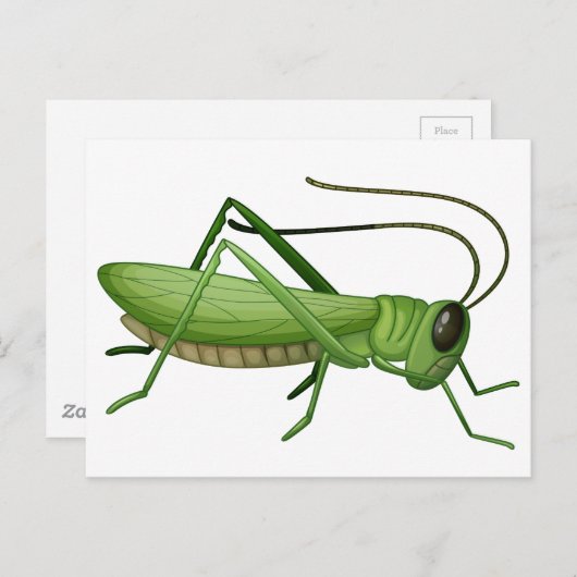 Carte Postale Une sauterelle (Devant / Derrière)