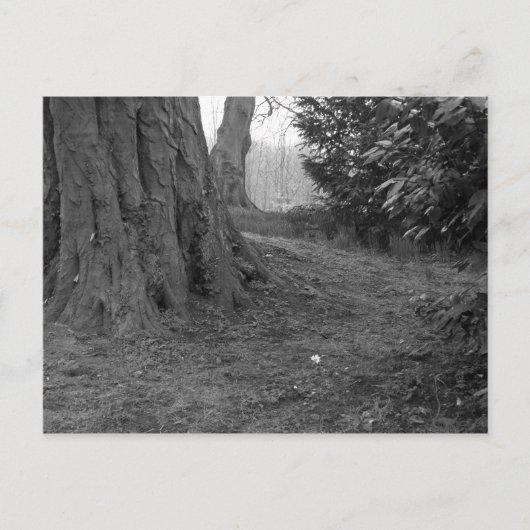 Carte Postale Une seule fleur (Devant)