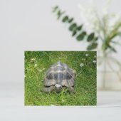 Carte Postale Une tortue dans l'herbe verte (Debout devant)