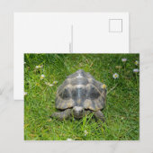 Carte Postale Une tortue dans l'herbe verte (Devant / Derrière)