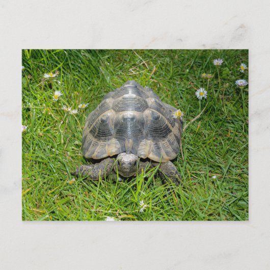Carte Postale Une tortue dans l'herbe verte (Devant)