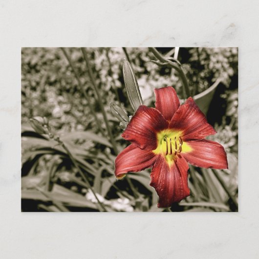 Carte Postale Une touche de couleur (Devant)