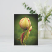 Carte Postale Une tulipe bourgeonnante (Debout devant)