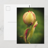 Carte Postale Une tulipe bourgeonnante (Devant / Derrière)