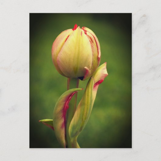 Carte Postale Une tulipe bourgeonnante (Devant)