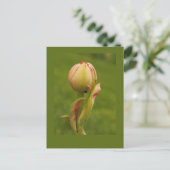 Carte Postale Une tulipe bourgeonnante (Debout devant)