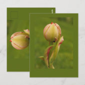 Carte Postale Une tulipe bourgeonnante (Devant / Derrière)