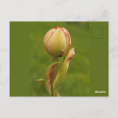 Carte Postale Une tulipe bourgeonnante (Dos)