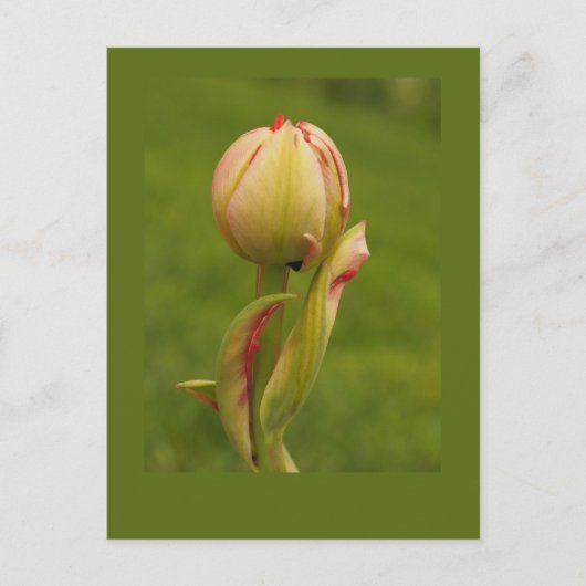 Carte Postale Une tulipe bourgeonnante (Devant)