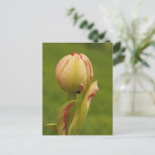 Carte Postale Une tulipe bourgeonnante (Debout devant)