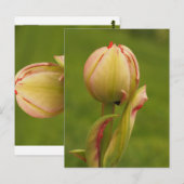 Carte Postale Une tulipe bourgeonnante (Devant / Derrière)