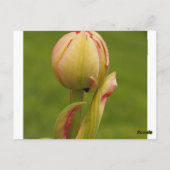 Carte Postale Une tulipe bourgeonnante (Dos)
