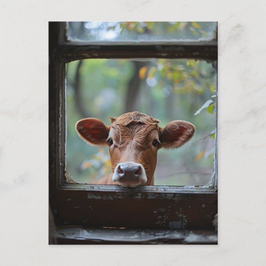 Carte Postale Une vache curieuse qui regarde à travers une fenêt (Devant)