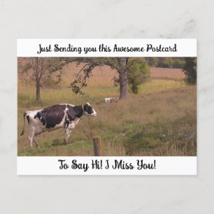 Carte Postale Une vache dans un champ "Je te manque" 