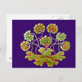 Carte Postale Une verrat (Devant / Derrière)