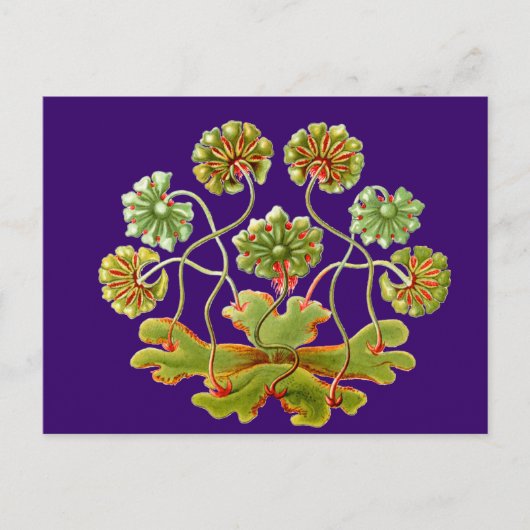 Carte Postale Une verrat (Devant)