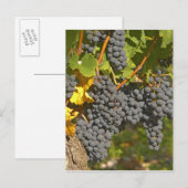 Carte Postale Une vigne aux grappes de raisin Merlot mûres - Châ (Devant / Derrière)