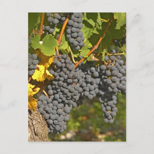 Carte Postale Une vigne aux grappes de raisin Merlot mûres - Châ (Devant)