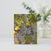Carte Postale Une vigne aux grappes de raisin Merlot mûres - Châ (Debout devant)