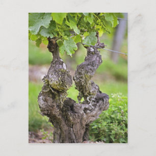 Carte Postale Une vigne très ancienne dans le vignoble Clos de l