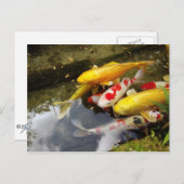 Carte Postale Une voie navigable remplie de carpes japonaises en (Devant / Derrière)