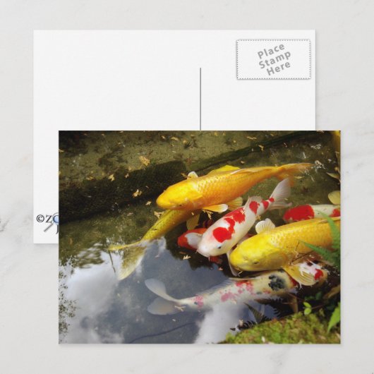 Carte Postale Une voie navigable remplie de carpes japonaises en (Devant / Derrière)