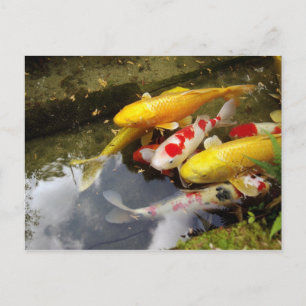 Carte Postale Une voie navigable remplie de carpes japonaises en
